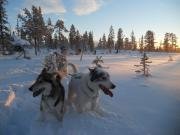 Snowtrail Dogcamp