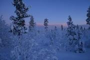 Snowtrail Dogcamp