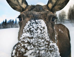 Elche in Schweden folio-a_curious_moose-4279