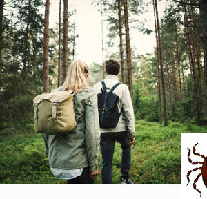 Achtung vor gefährlichen Zecken in Schwedens Natur Nicht nur Schweden-Reisende müssen die Natur mit lästigen Zecken teilen. Foto: Maskot/ Folio / Imagebank Sweden.