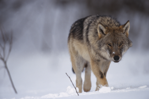 Schutz vor Inzucht: Jagd auf Wölfe freigegeben