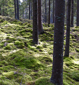 Wald in Schweden
