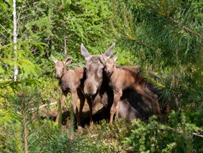 Isaberg Moose Park (Isaberg Elchpark) Schwedenstube-Isaberg-Moose-Park