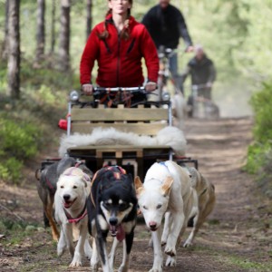 Abenteuer erleben als Teil der Husky-Familie Schwedenstube-1000_567