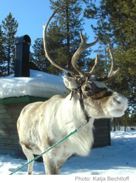 reindeer lodge 2013