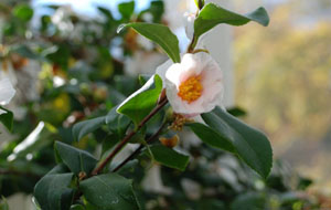 2016 – ein grünes Gartenjahr in Göteborg FotoHannaKallberg4-575x365-1450103195