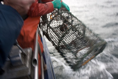 Hummer und Krabben aus Übersee in schwedischen Gewässern