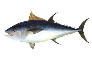 Roter Thun, auch Blauflossen-Thunfisch genannt Roter Thun (Thunnus thynnus).