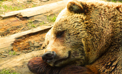 Auf den Spuren von Meister Petz – Bären in Schweden