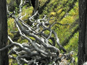 Ein naturgeschaffenes Kunstwerk im Muddus Nationalpark