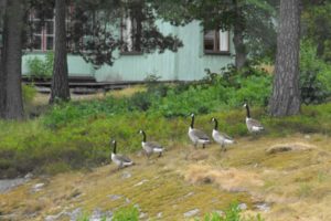 Gänse am Ufer des Mälaren