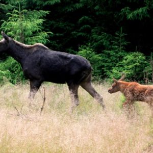 Elchsafaris in Schweden Elchsafaris in Schweden