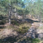Schweden - ein Land für Naturfreunde