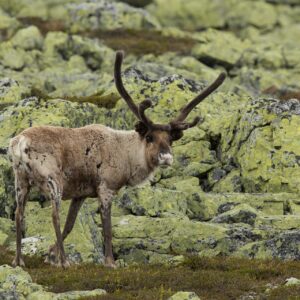 Lapplands Süden – Das Nipfjäll Nipfjäll