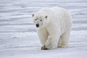 Wettlauf um die Arktis