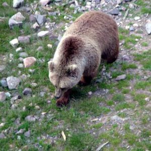Tödliche Bär-Attacke in Orsa Orsa
