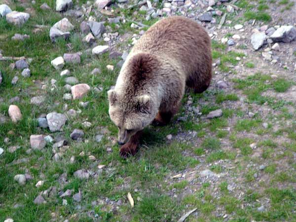 Tödliche Bär-Attacke in Orsa