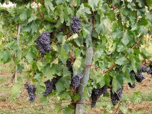 Neues aus der Weinregion Skåne: Erster Portwein vorgestellt