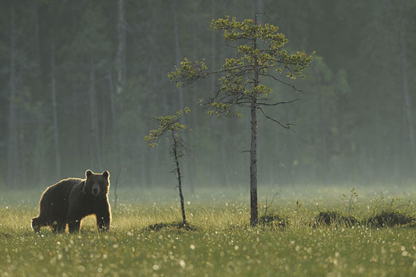 Foto: Staffan Widstrand
