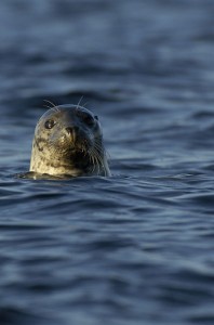 Auch See-Safaris sind in letzter Zeit vermehrt "aufgetaucht". Foto: Staffan Widstrand.