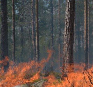 Waldbrände wüten, doch Hilfe naht Waldbrand