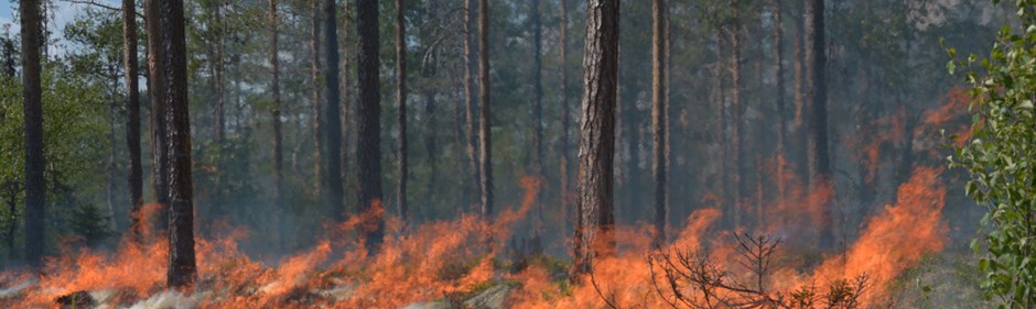 Waldbrand