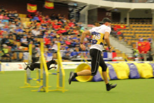 Joachim Graf und sein Manchester Terrier Zeus beim Agility Joachim Graf und sein Manchester Terrier Zeus beim Agility