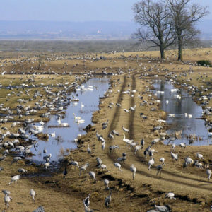 Tanz der Kraniche am Hornborgasjön Kraniche