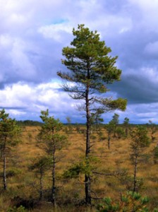 Die schwedische Welt der Holzbarone
