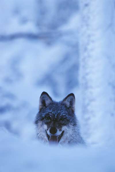 Lycksele Wilde Tiere im Winterpelz. Foto: Staffan Widstrand/ imagebank.sweden.se