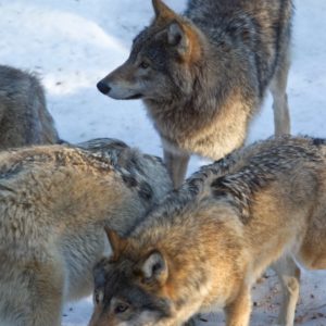 Schweden stoppt die Wolfsjagd Wölfe