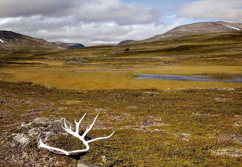 Wildes Jämtland: Im Vålådalens Naturreservat, Kulturland der Samen. Foto: Ökologix /commons.wikimedia.org