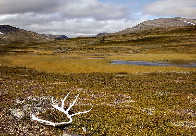 Wildes Jämtland: Im Vålådalens Naturreservat, Kulturland der Samen. Foto: Ökologix /commons.wikimedia.org