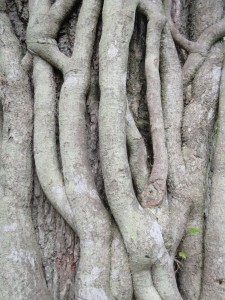 Wunderschön verwachsener alter Baum