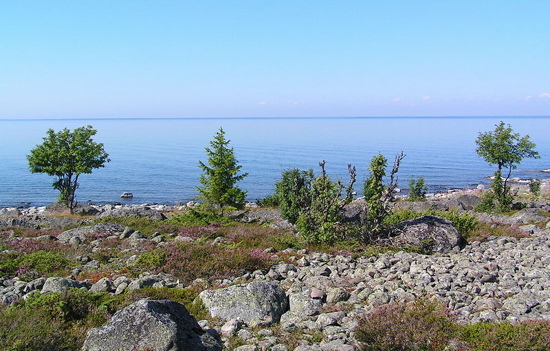 Holmön Vegetation