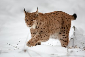 Luchs, Lynx