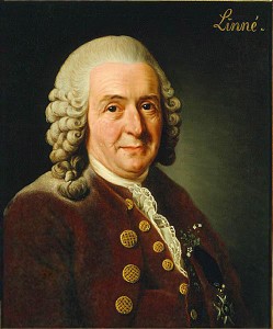 Gemälde von Carl von Linné Bild aus Wikipedia. Originalgemälde von Alexander Roslin. Fotograf: Greg L