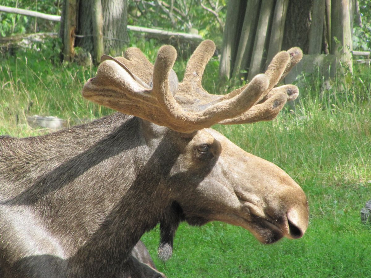 Der Elch in Schweden – Sehenswürdigkeit oder Plage? - Schwedenstube ...