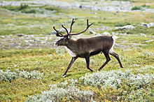 Rentier in Lappland. Foto aus Wikipedia. Fotograf: Alexandre Buisse